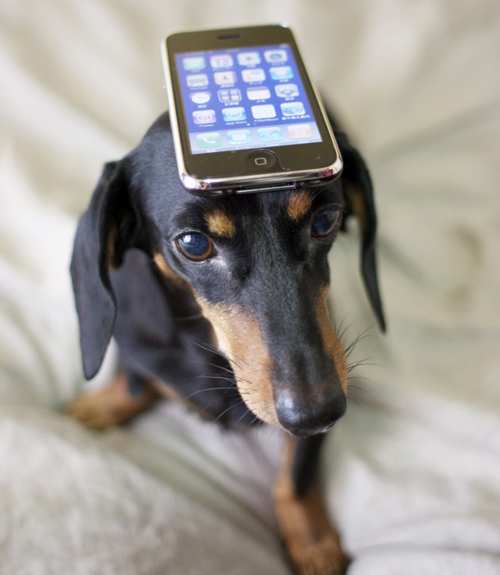dog-iphone-app