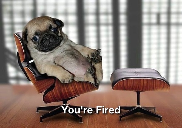 dog-youre-fired